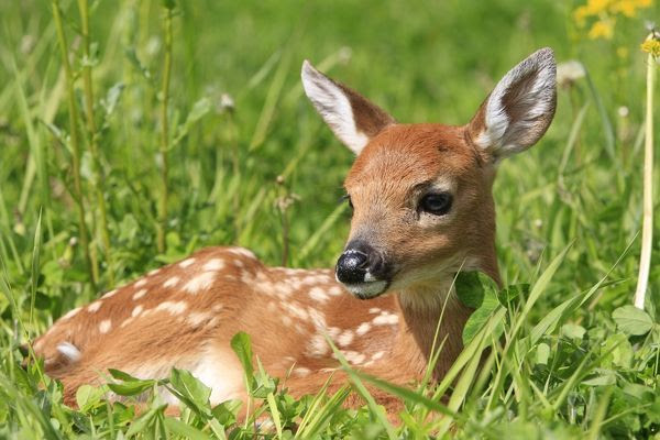 WAT-16853
White-tailed Deer - fawn
Minnesota - United States
Odocoileus virginianus
M. Watson
Please note that prints are for personal display purposes only and may not be reproduced in any way.