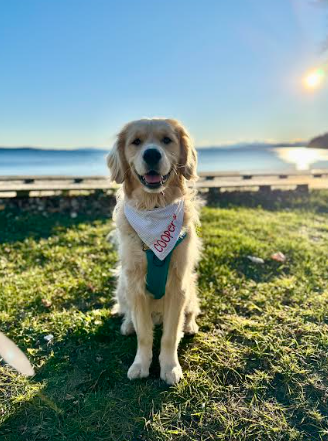 Cooper, the therapy dog