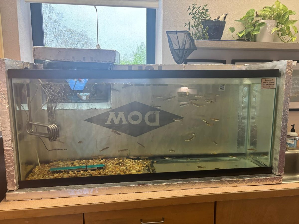 Trout tank in Ms. Guntulis’s classroom